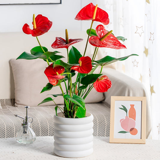 Modern Indoor Plant Pot Removable Flower Pot Planter for Herbs Flowers Small Plants Home Office Decor